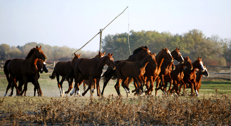 Ungarn Puszta Pferde Foto iStock acceptfoto